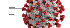 The corona virus shown in 3d with protruding red spikes from a gray sphere