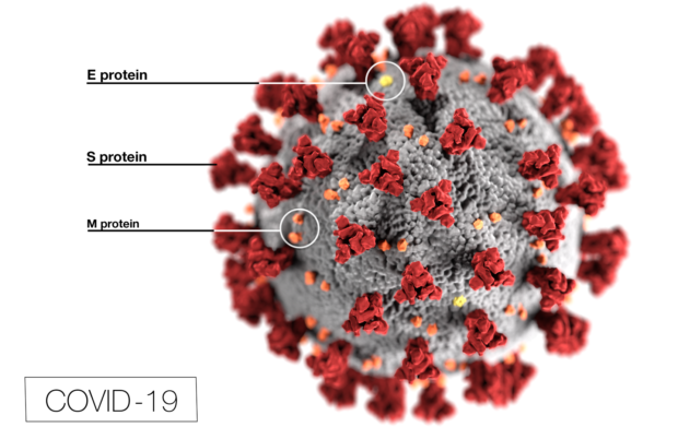 The corona virus shown in 3d with protruding red spikes from a gray sphere